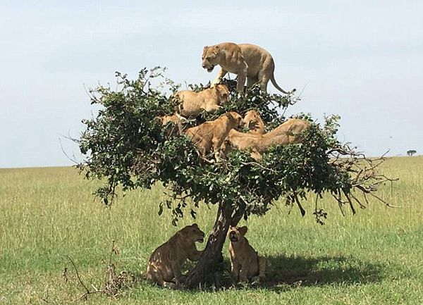 非洲大草原上有一棵长满狮子的奇怪小树