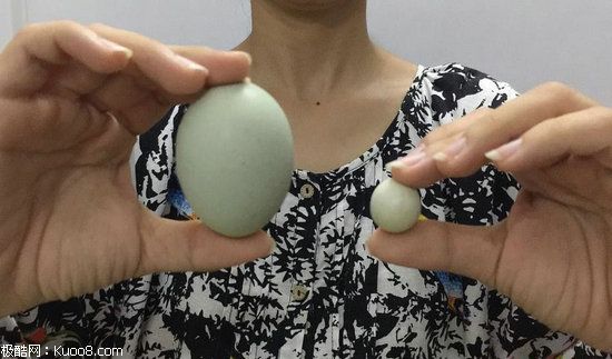 农户发现迷你鸡蛋 直径不到2厘米