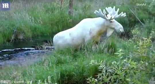 瑞士罕见白驼鹿 是圣诞老人专用的么？