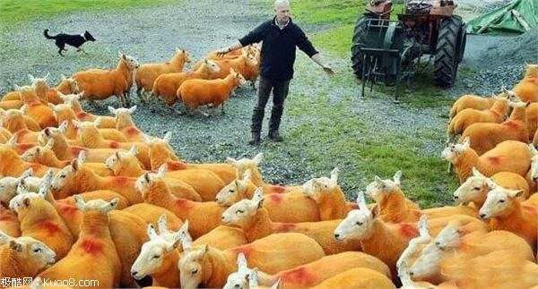 英国农场主养了一群橘子绵羊