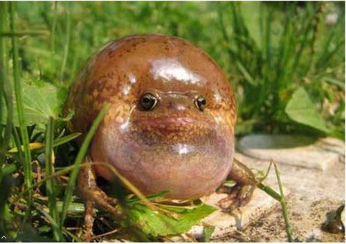 地球上神奇的的青蛙物种 你知道多少？