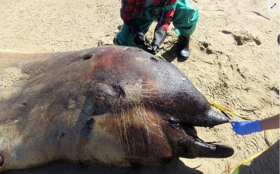 纳米比亚海滩现6米不明海洋生物尸体