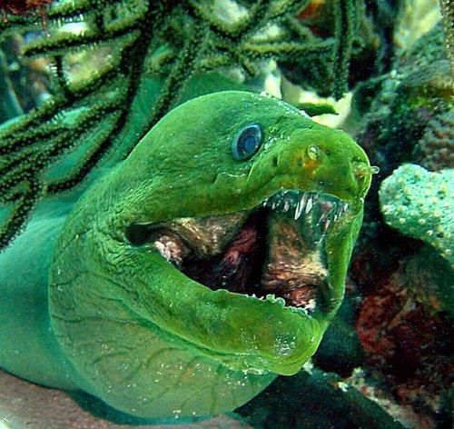 全球十大最恐怖恶魔鱼：绿巨人最吓人！