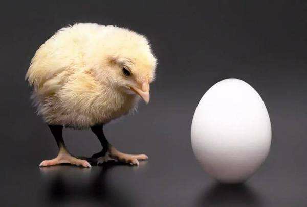 到底是先有鸡还是先有蛋？